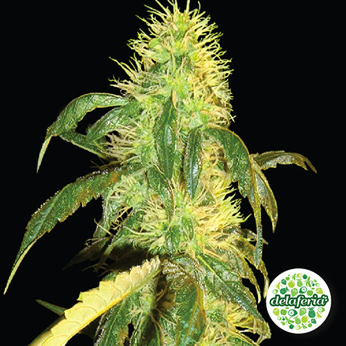 Black Dream Auto