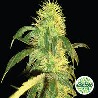 Black Dream Auto