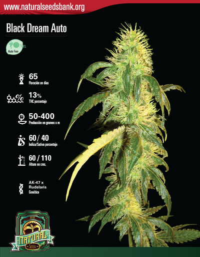 Black Dream Auto