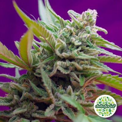 Black Jack Auto