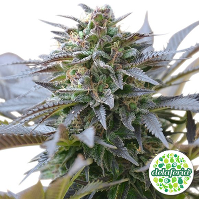 Blue Mystic