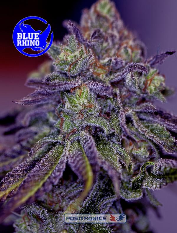 Blue Rhino