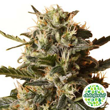 Bubblegum XL