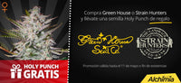 Holy Punch (GHS) 1 SEMILLAS