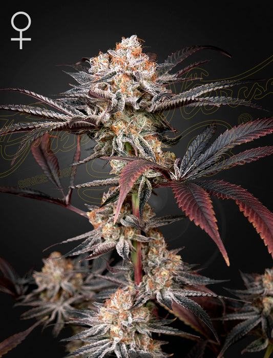 Wonder Pie - Green House Seeds 3 semillas