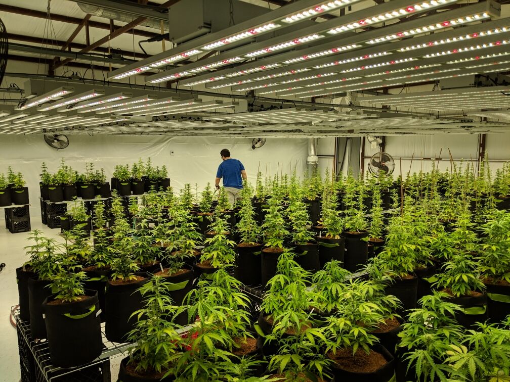 Led Profesional de Cultivo Vegetativo Gorila