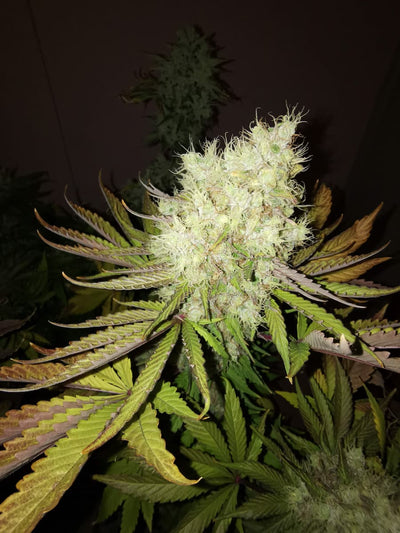 Auto Jack Herrer