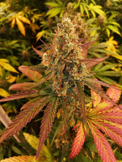 Auto Jack Lemon Haze