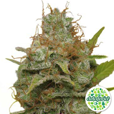 Legendary OG Punch