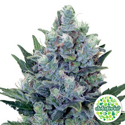 Northern Light Auto