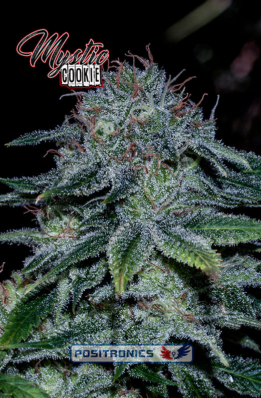 Mystic Cookie Express
