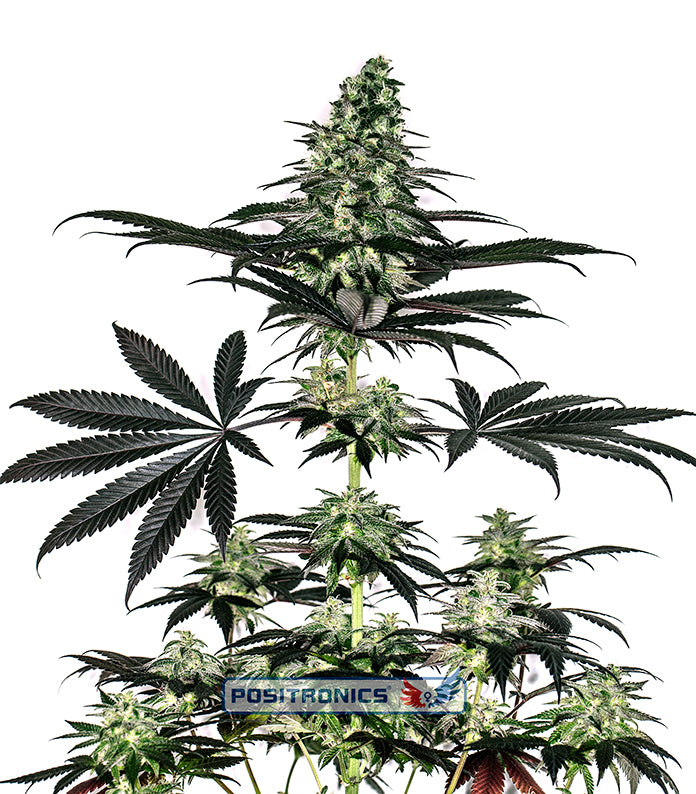 CBD+ Caramelice Express Auto