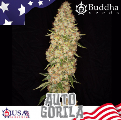 Auto Gorila