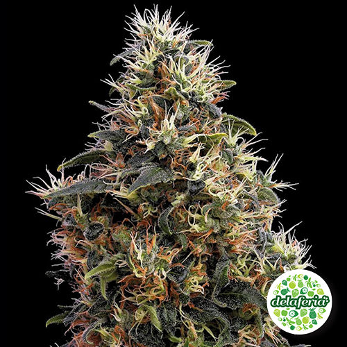 Sweet Mango Auto