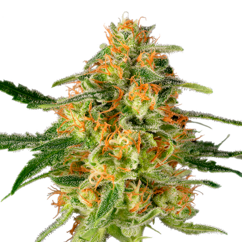TnT Trichome