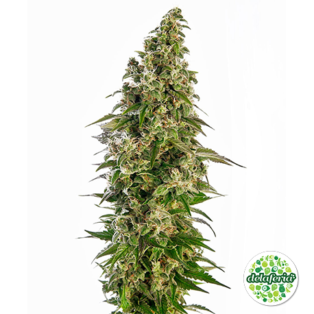 Afghani #1 Auto