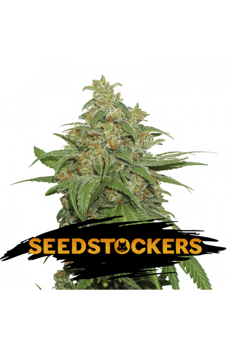 ak420 seed stockers feminizada