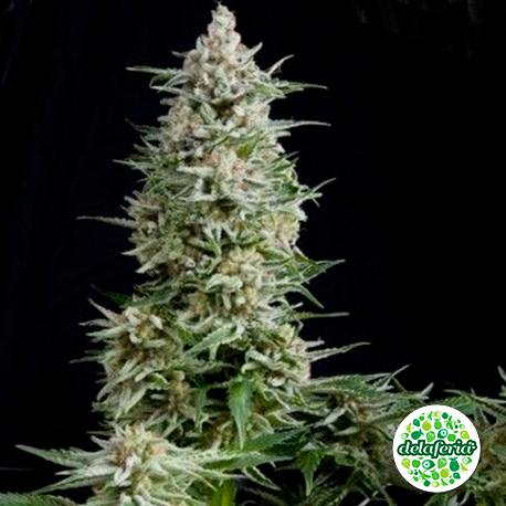 Auto Amnesia Gold