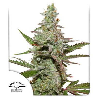 Amsterdam Amnesia