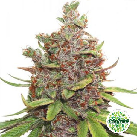 Auto Glueberry O.G.