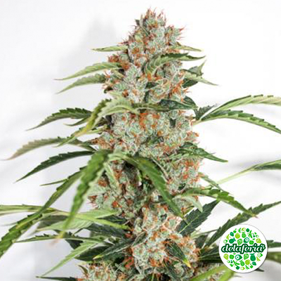 Auto Orange Bud