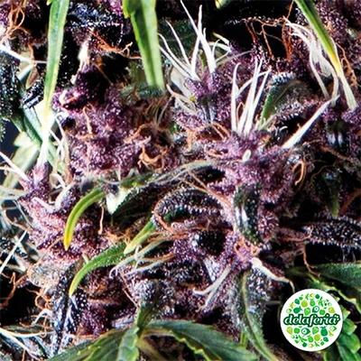 Auto Purple