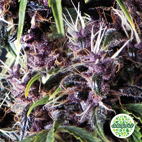 Auto Purple