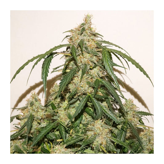 Auto Skywalker Haze