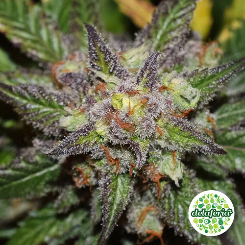 Semilla Auto Colorado Cookies