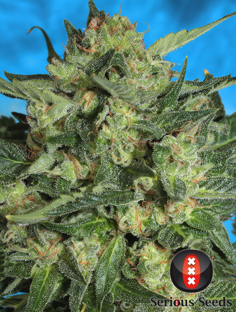 Auto White Rusian