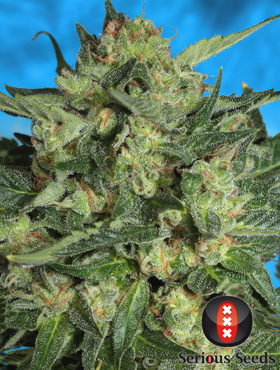 White Russian