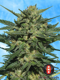 Auto White Rusian