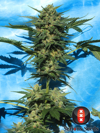 Auto White Rusian