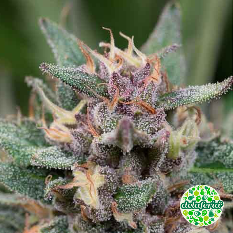 BlueHell Auto