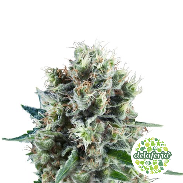 Bubble Kush Auto