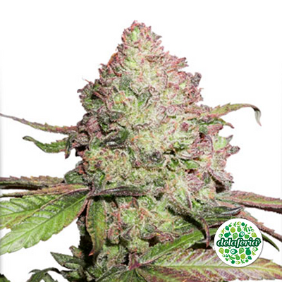 CBD Auto Charlotte's Angel