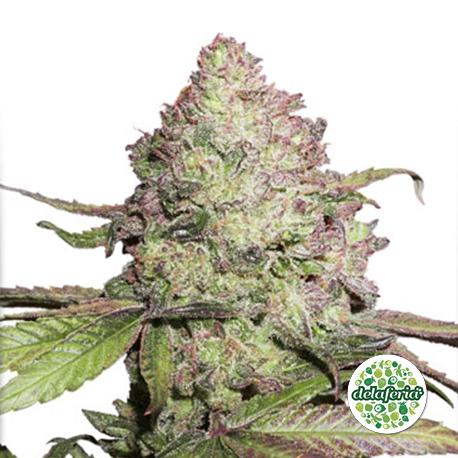 CBD Auto Charlotte's Angel