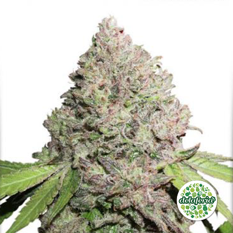 CBD Charlotte’s Angel