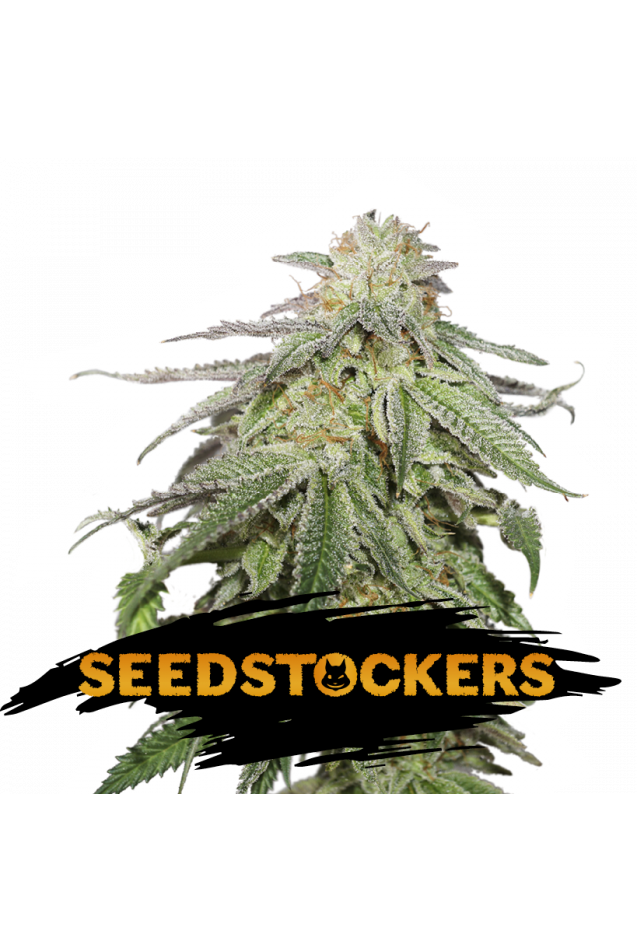 Cookies And Cream Auto