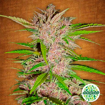 FastBerry Auto