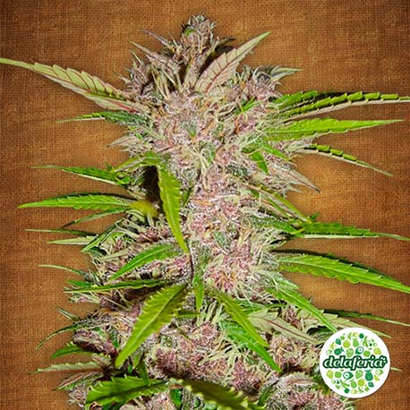 FastBerry Auto