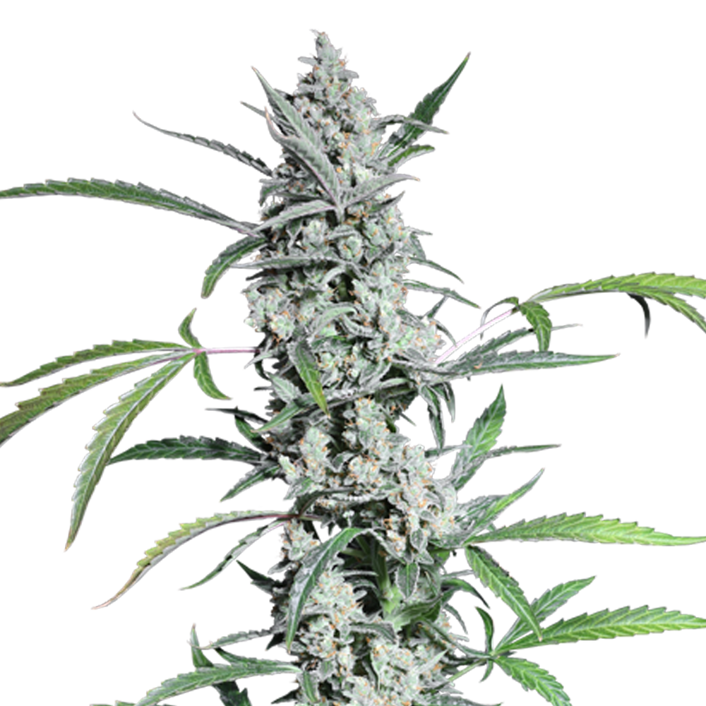 Fat Pete's Cookies Auto