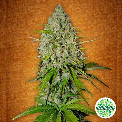 Grapefruit Auto
