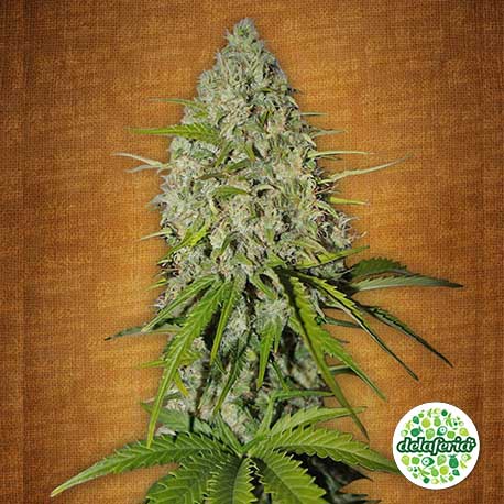 Grapefruit Auto