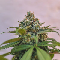 Green Crack Punch