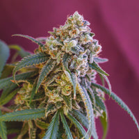 Green Crack Punch