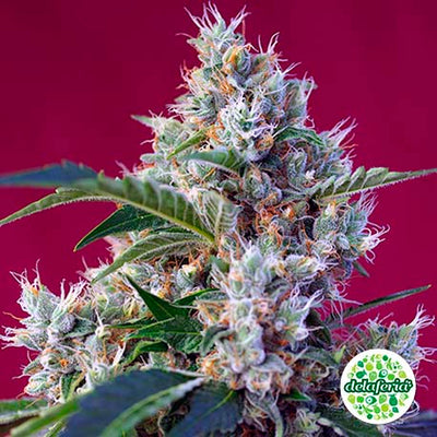 Indigo Berry Kush