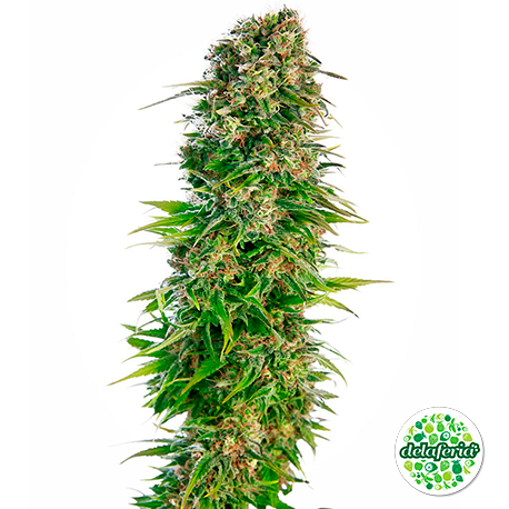 Hindu Kush Auto