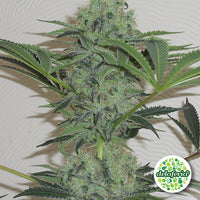 Jorge's Diamond #1