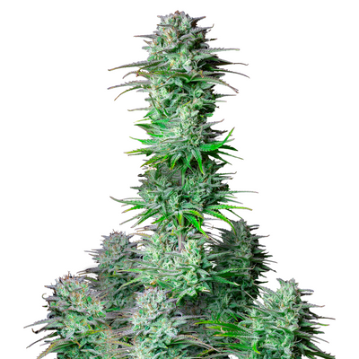 Kosher Cake Auto